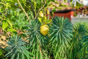 617 Grizzly Peak Berkeley Photo 55