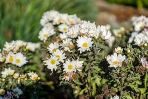 617 Grizzly Peak Berkeley Photo 56