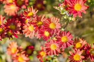 617 Grizzly Peak Berkeley Photo 57